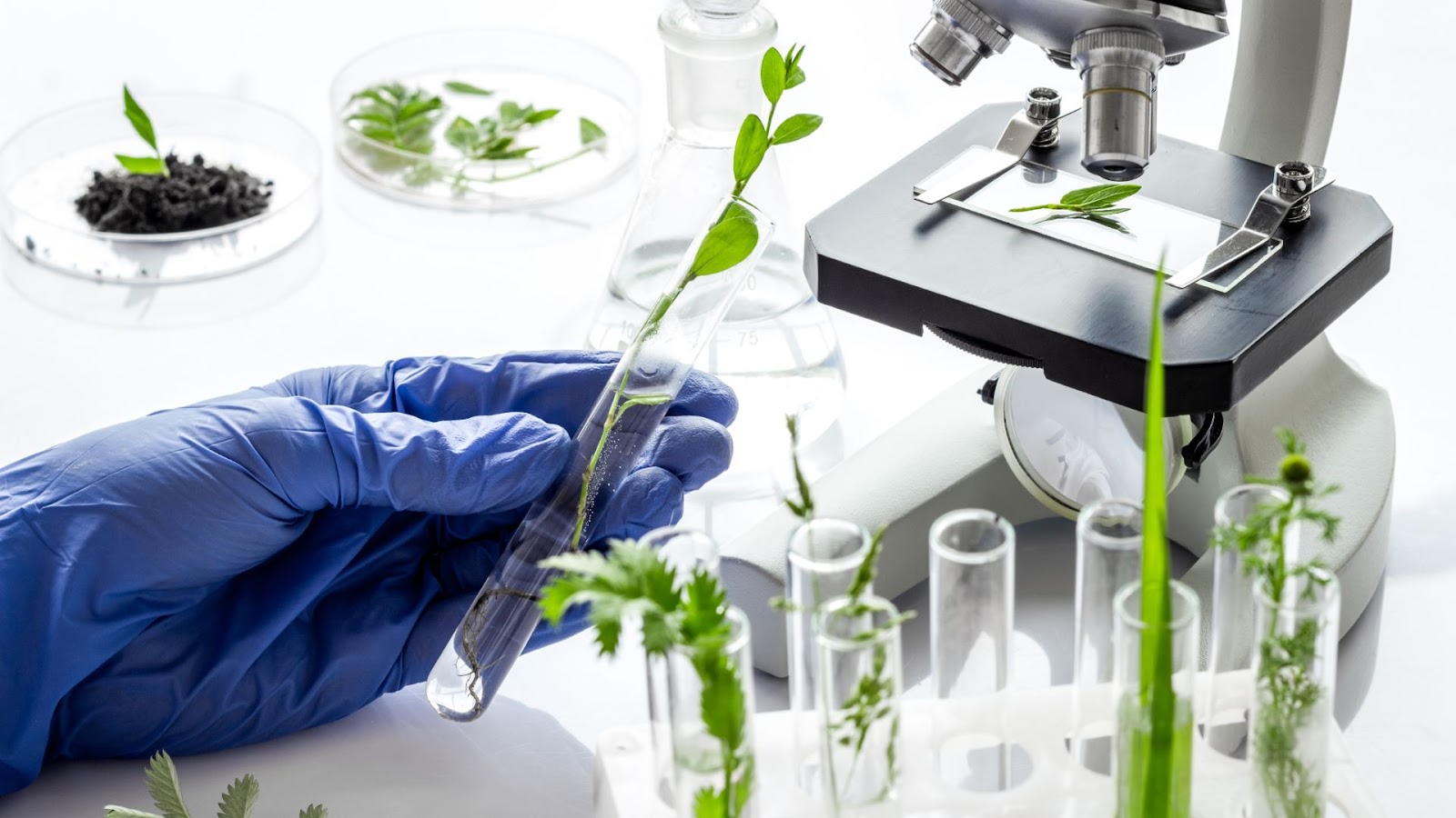 How To Find Tissue Culture Media Recipe For Your Desired Plants