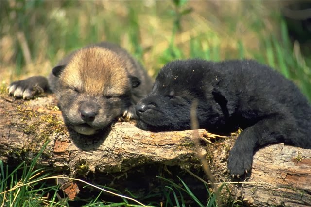animals, photo, wolf animals, photo, wolf