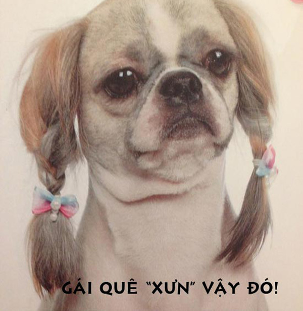 Thư giãn với ảnh vui về những chú Chó hài hước Ảnh cô Chó đáng yêu