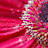 Deb WhoSpins avatar image