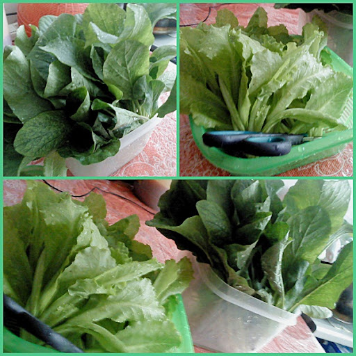Sayur-sayuran segar yang dipetik dari kebun kecil. Berkhasiat dan yang terpenting jauh dari kandungan racun yang tinggi yang boleh implikasi terhadap kesihatan. Sayur-sayuran segar yang dipetik dari kebun kecil. Berkhasiat dan yang terpenting jauh dari kandungan racun yang tinggi yang boleh implikasi terhadap kesihatan.