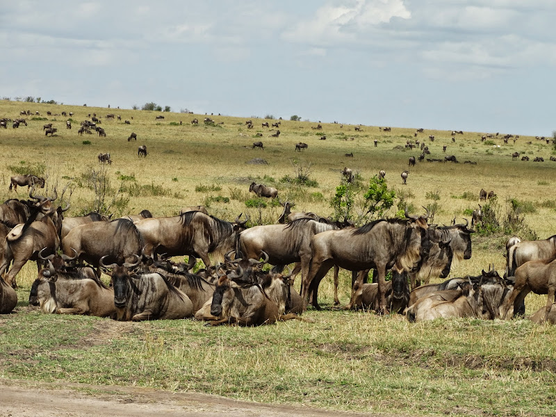 Заметки о животных. Путешествие по Кении и Танзании.