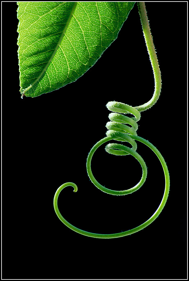 Passiflora Tendril and Leaf Tip, from the soon-to-be-released book Infinite Possibilities