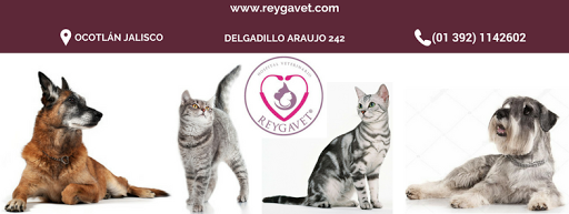 Hospital Veterinario Reygavet, Calle Dr Delgadillo Araujo 242, Florida, 47820 Ocotlán, Jal., México, Veterinario | JAL