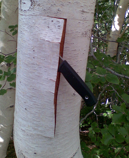 Birch+bark+Etna.jpg