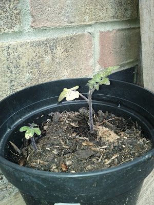 Tomato seedling with 2 leaves, looking a bit yellow, in a pot outside
