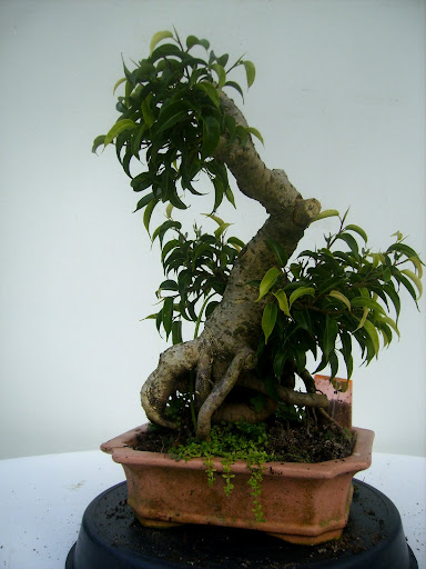Ficus sobre pedra P5140060