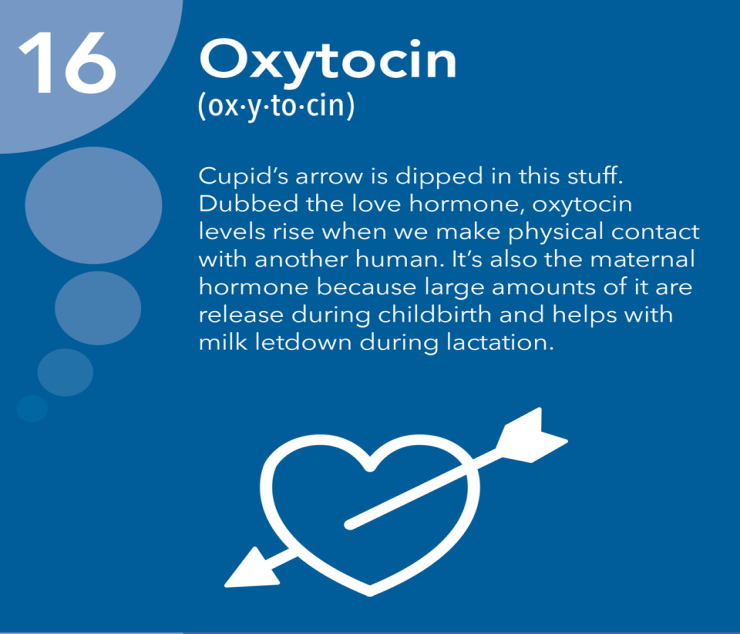 Image result for Oxytocin