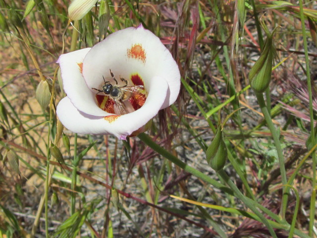 honey bee climbing out of a Mariposa lily