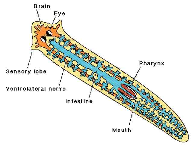 platyhelminthes 3 exemple