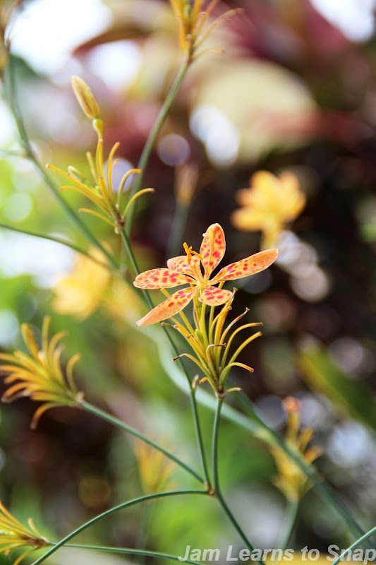 Borneo Orhideje Borneo Orchids picture nature flowers photo
