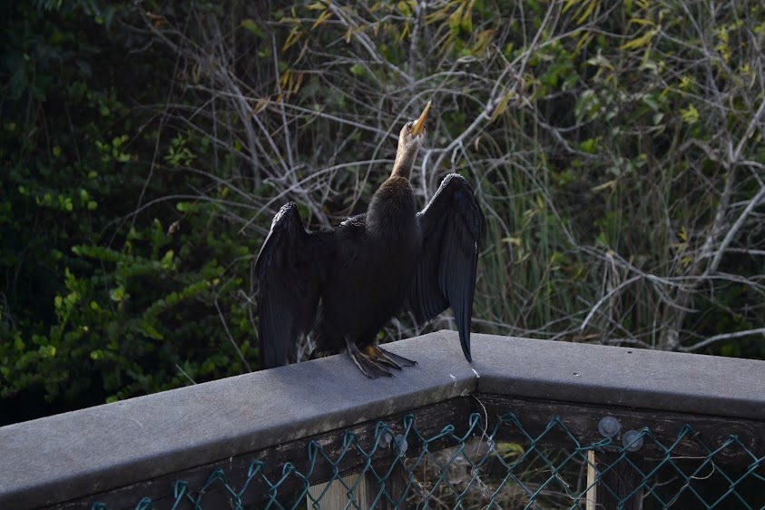 Американская чёрная катарта, или урубу. Национальный парк Эверглейдс, Флорида (Everglades National Park, FL)