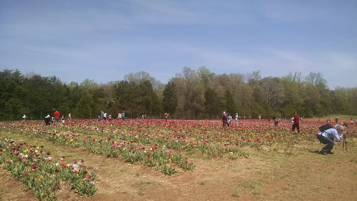Tourist Attraction «Burnside Farms - Flower Fields», reviews and photos, 15441 Haymarket Dr, Haymarket, VA 20169, USA