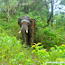 WILD ELEPHANT AT ATTAPPADY FOREST A CLOSE VIEW