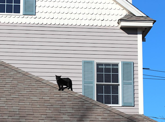 a black cat on a roof meowing at the camera