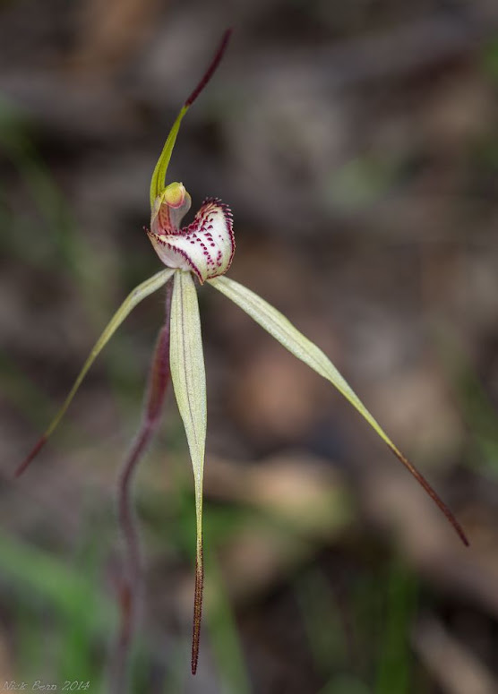 378A9211_Spider_orchid.jpg