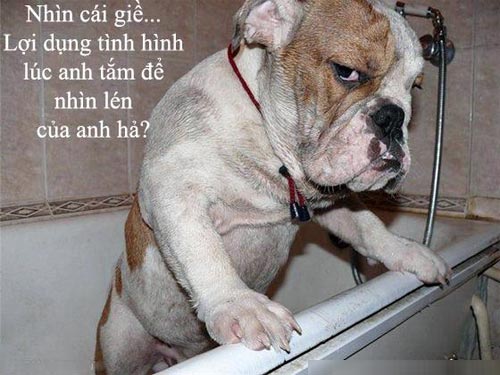 Thư giãn với ảnh vui về những chú Chó hài hước Ảnh chú chó hóm hỉnh nhất