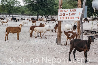 Photos of Otjitotongwe Cheetah Guestfarm