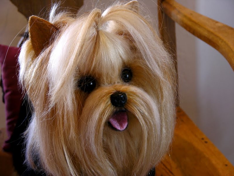 haircuts for yorkies with floppy ears yorkie with floppy ears haircuts breeds picture haircuts for yorkies with floppy ears yorkie with floppy ears haircuts breeds picture
