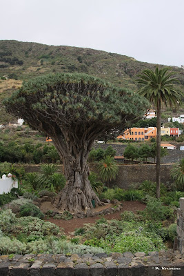 Ayuntamiento, Plaza Luis de León Huerta, s/n, 38430 Icod de los Vinos, Santa Cruz de Tenerife, Spain