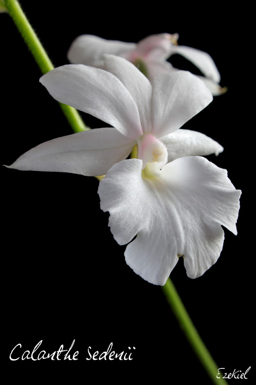 Calanthe Sedenii (Veitchii x vestita) IMG_5311