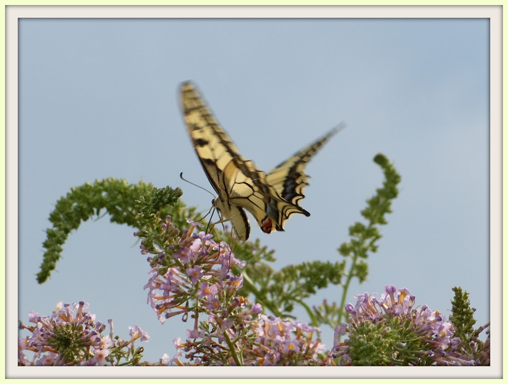 Chenilles Machaon S1053530