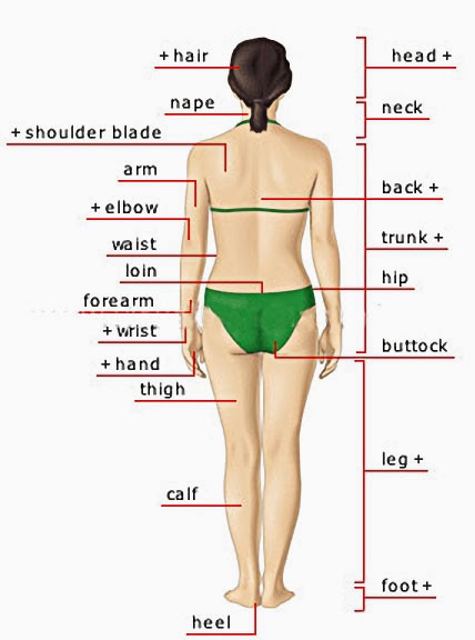 Foods to avoid for weight loss fast, name of female body ...