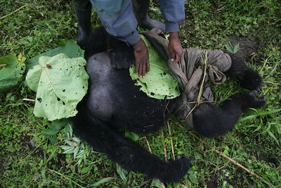 the_shock_killing_of_mountain_gorillas_03_resize.jpg