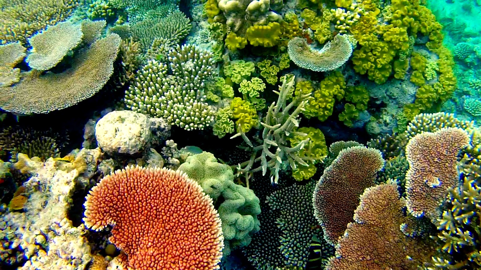 Snorkeling the Milln Reef, Great Barrier Reef, Australia-- WARNING lots ...
