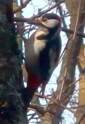 Käpytikka