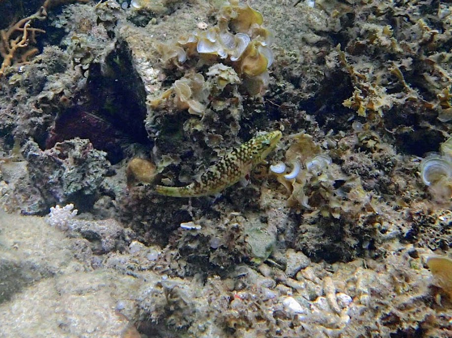 Oxycheilinus rhodochrous (Thick-stripe Maori Wrasse), Lusong Island, Coral Garden Reef, Palawan, Philippines.
