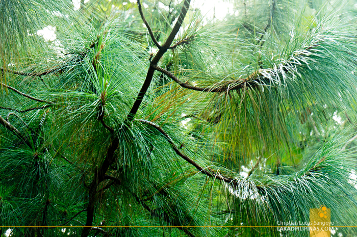 Pine Trees and Baguio Weather En Route to San Carlos City