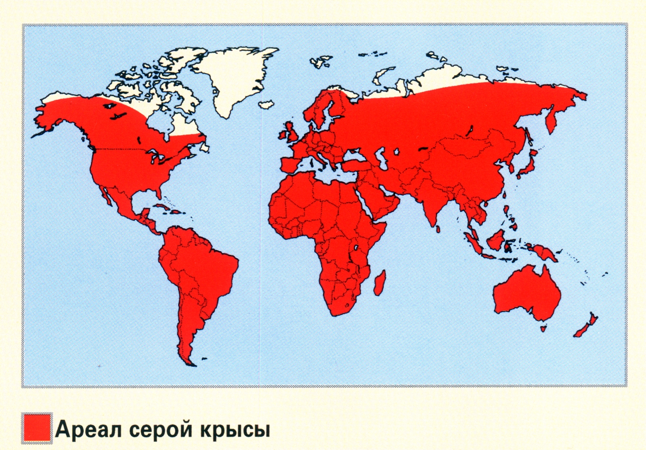 Карта крысы карта дня