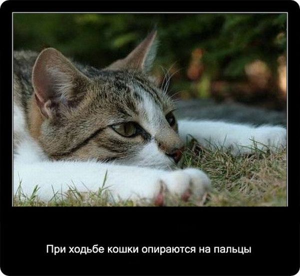 Интересные факты о котах Интересные факты о котах