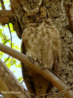 Tucuquere (Bubo magellanicus) tucuquere(Bubo magellanicus)