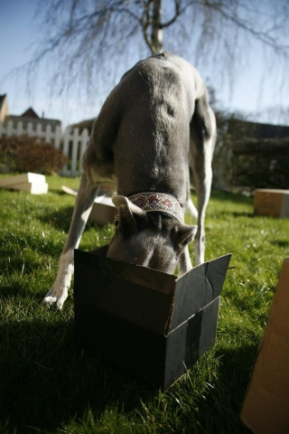 Stevie, greyhound, finds the reward at the end of the box search