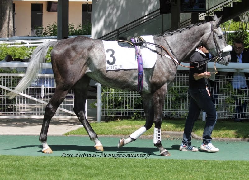 Photos Auteuil 22-05-2015 IMG_0547