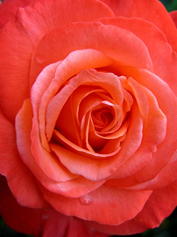 Loveless Roses Meanings