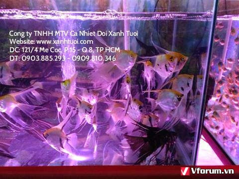 Cong ty tnhh mtv ca nhiet doi xanh tuoi - chuyên kinh doanh các loại cá cảnh - 12