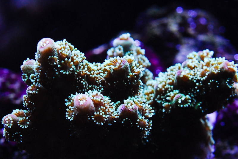 coral20110527-45.jpg