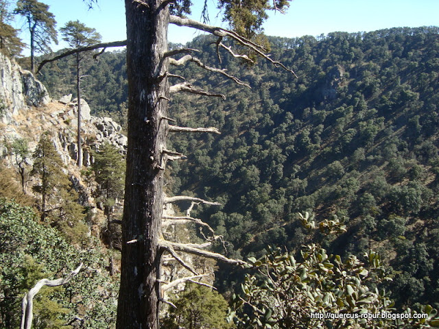 Paisaje desde el pié del cráter del Volcán de Tequila
