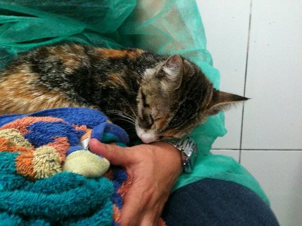 Goxoa,preciosa gatita de 8 meses busca familia ¡ADOPTADA! IMG_1355