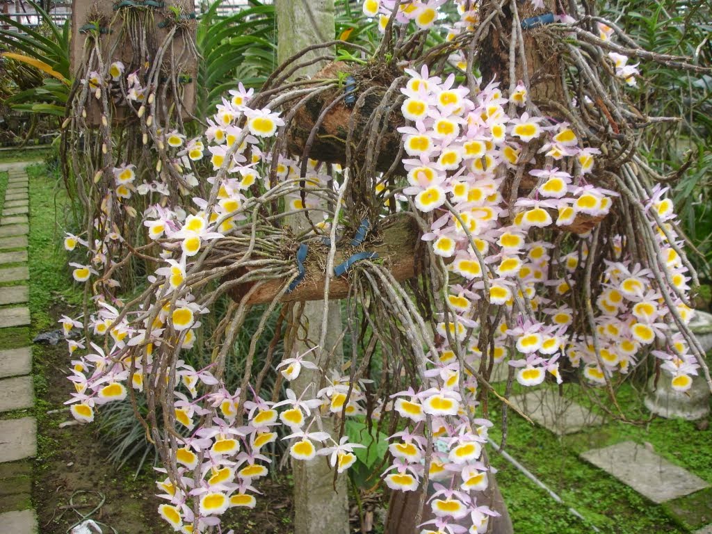 Long tu Lào là phong lan thân thòng, thân cây thường dài khoảng 30-50cm