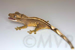 Sacagawea - Unsexed *full* pinstripe crested gecko from moonvalleyreptiles.com
