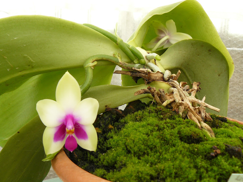 Phalaenopsis bellina Phalaenopsis%2520bellina%2520fleur