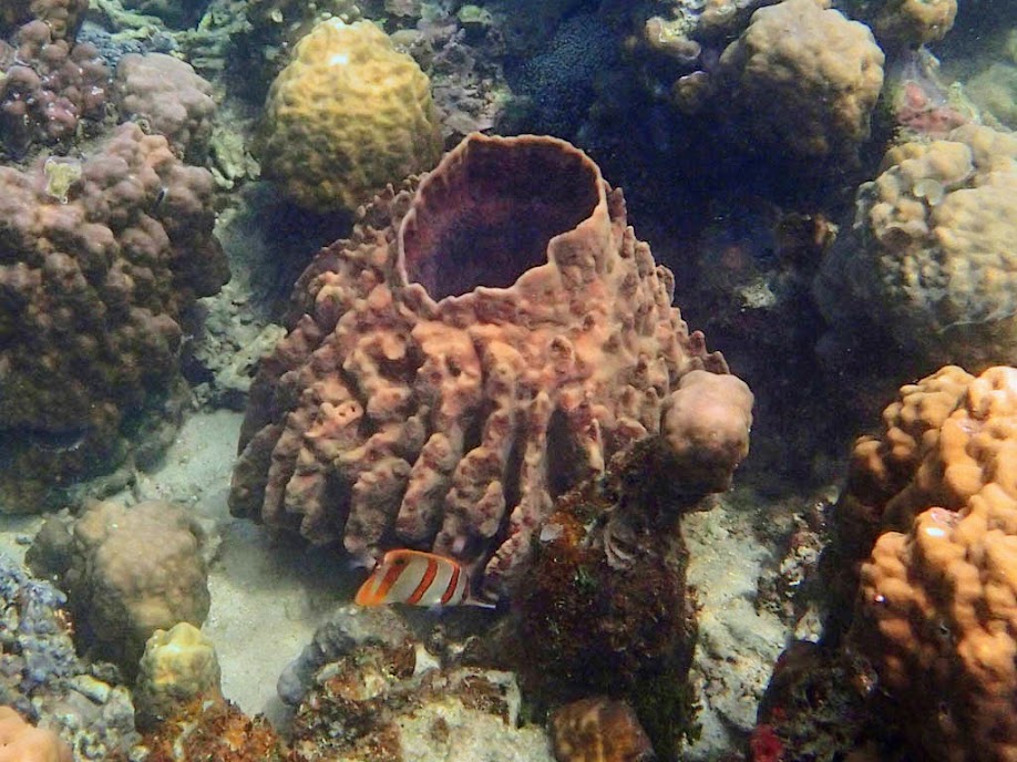 Barrel Sponge, Chindonan Island, Palawan, Philippines.
