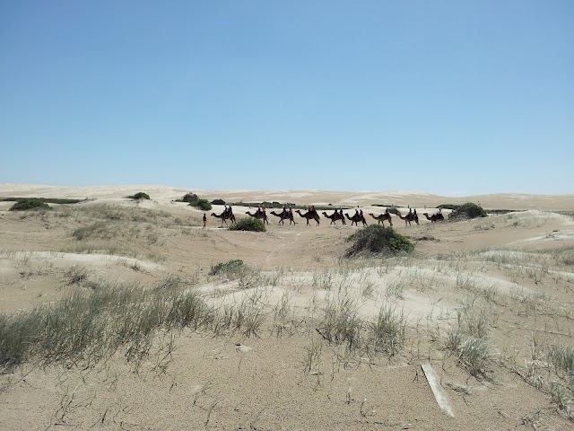 Sand Dune Safaris