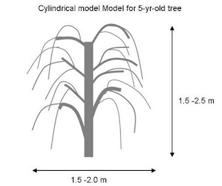 Κυλινδρικό μόντελο κλαδέματος για δέντρο 5 ετών