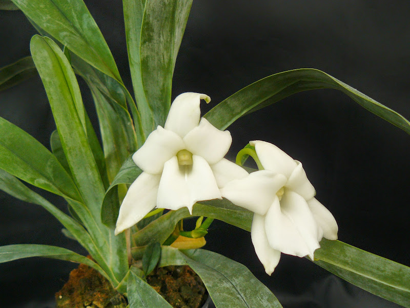 Angraecum magdalenae P1040604