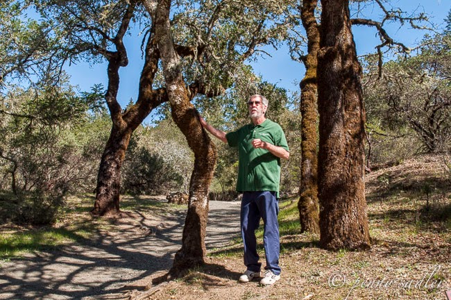 Learning about Calistoga's Petrified Forest with Naturalist David Storck